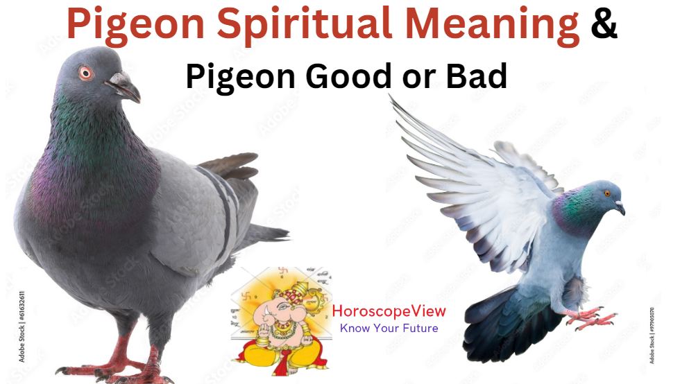 pigeon meaning spiritual