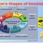Erikson's Stages of Development